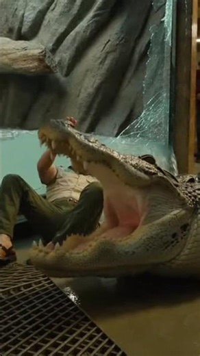 Alligator Smashes Tank and Escapes 😱🐊
