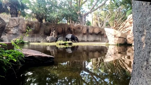 Spain's Bioparc Fuengirola welcomed the birth of an endangered Malayan tapir cub, marking a key achievement in global conservation efforts for this threatened species. | Reuters