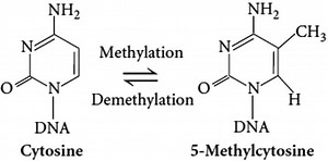 5 Methylcytosine - Alchetron, The Free Social Encyclopedia