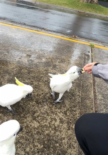 Hand Feeding Cockatoos: A Wild Experience in Australia