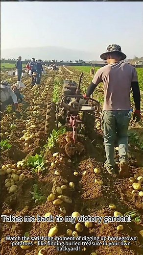 Harvesting fresh potatoes: garden treasure! 🥔