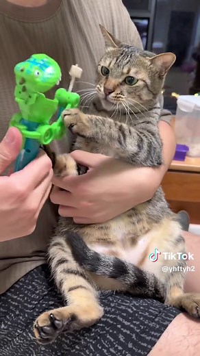 Cute Cat Moments Compilation