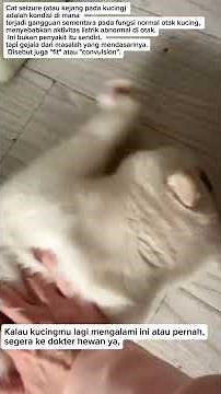 Cat Having a Seizure – Signs, Causes & What to Do..