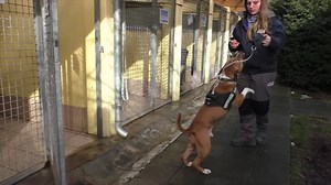 [Anzeige] So Leute, das sind die Hunde, über die wir gerade bei Punkt 12 sprechen. Wenn Ihr Euch vorstellen könnt, einen der Hunde bei Euch aufzunehmen, dann schreibt uns eine Mail an tierheimhund@mina-tv.de Chicco ist ein 6 Jahre alter Staff-Mix, damit Listenhund (Kategorie 1) Der kastrierte Rüde ist menschenbezogen, temperamentvoll, unausgelastet, gestresst, hat daraus eine stressabbauende Ersatzhandlung entwickelt, das in die Leine beißen, nicht böse. Chicco ist verträglich mit Hunden nach Sy