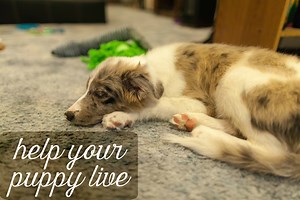 9 Ways to Help a Puppy With Parvovirus: Treatment and Care