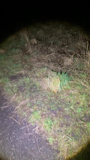 CITY OF SCREAMS (@cityofscreamsofficial)’s videos with original sound - CITY OF SCREAMS