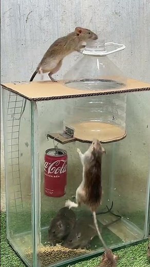 How to Catch a Mouse Alive – No Kill, No Glue! #rat #rattrap #mouse #mousetrap #diymousetrap #diy
