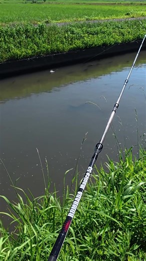 Japanese Catfish Bite Collection: Fishing Techniques