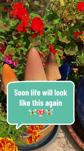 Colorful Whimsical Toadstools for Your Spring Garden