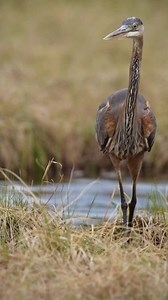 Great blue heron facts: Size, wingspan, and feeding habits