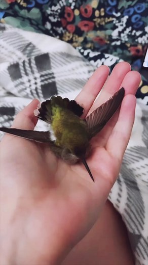A little hummingbird rescue to brighten your day 🐦😍 #animalrescue #hummingbird #fyp #trendingvideo #trending #hummingbirdrescue