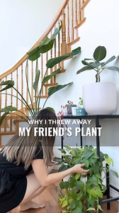 👉If you comment “DIY”, I’m happy to share my 2 ingredient recipe for my insecticidal soap spray. Ready-made sprays are also super handy, but it’s also easy to make your own! I feel like I’ve been battling spider mites all summer because they’re just rotating around my house ☠️Thankfully, there are not the worst pest to deal with, but it requires treatment every few days until the infestation is gone (which can take a week or two). Stay tuned on how I use beneficial bugs next 👀....#plantsofinst