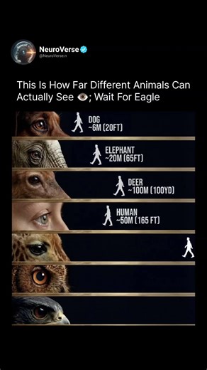 How Far Different Animals Can Actually See