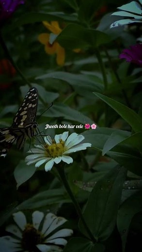 chup mahi chup hai ranjha status | ranjha song status | chup mahi chup ranjha status | shershaah