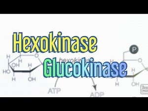 Hexokinase/ Glucokinase/ Biochemistry