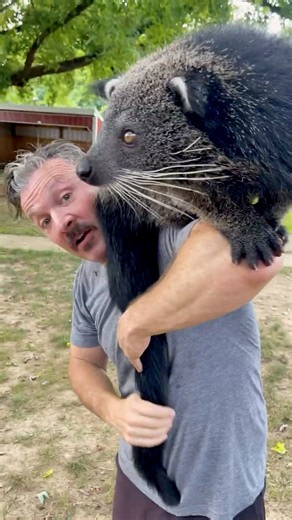 This is a bearcat, even though it’s neither a bear nor a cat.