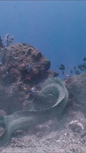 388K views · 11 reactions | Rumble in the jungle ! Or Quarrel in the Coral …beef on the reef?  These Leopard Moray eels are having a dust up, maybe a domestic dispute, as I saw them happily co-habiting under a rock 5 minutes after the fight  @scottwilsonimagery | Diving Specials | Facebook