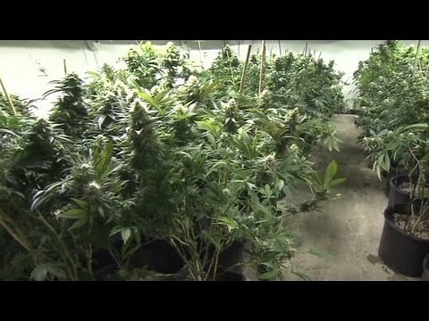 Colorado's new frontier: Marijuana