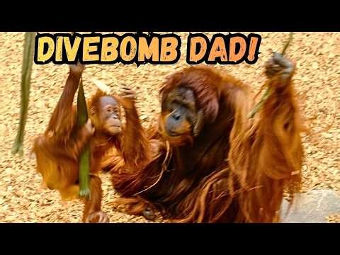 Baby Orangutan Drops On Dad In Aerial Attack!