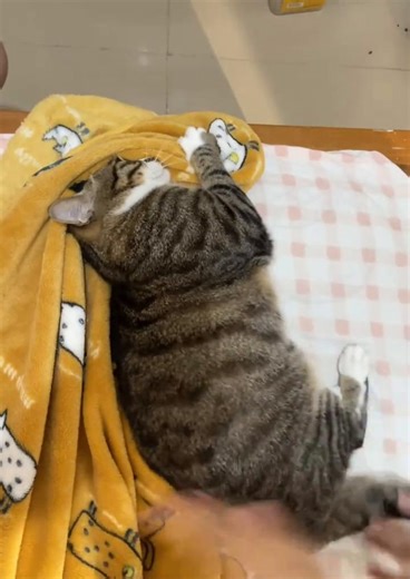 Miaow (@miaow8888)’s videos with original sound - Miaow