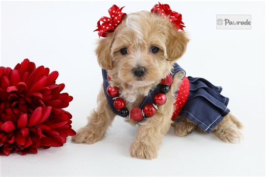 Emerson - Havapoo Puppy EBA999