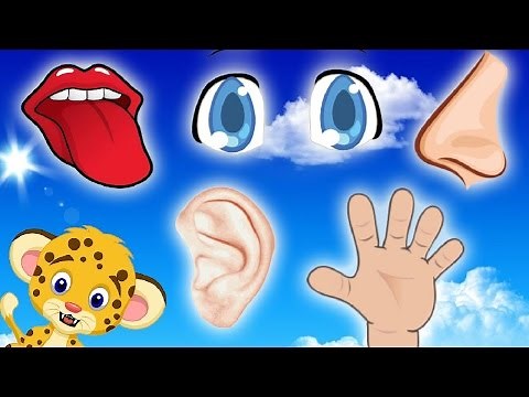 Los cinco sentidos - Adivínalos