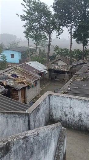 ​Nature's Alarm Clock in my Village! 🐓🐦 Pure Peace. #VillageLife #NatureSounds