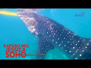 Kapuso Mo, Jessica Soho: MGA MANGINGISDA SA OSLOB, NAPAGTAPOS ANG MGA ANAK DAHIL SA MGA BUTANDING