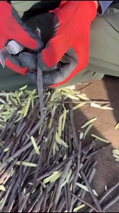 1K reactions · 46 shares | KVF Grafter Phone Number 9103203450 | Kvf Kulgam | Facebook