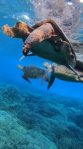 62K views · 1.6K reactions | Out in the calm lagoon waters of Lady...