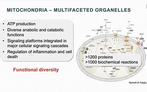Metabolic reprogramming of mitochondria