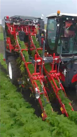 Revolutionizing Farming: Watch This INCREDIBLE Trailed Carrot Harvester in Action! 🚜🥕