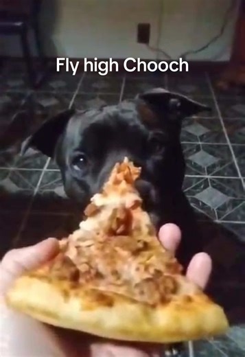 In honor of Chooch for Pizza Crust Friday. #pizzacrustfriday #eddieandchooch @Eddie