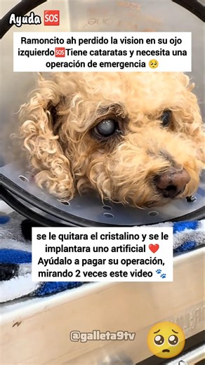 Ayudemos a Ramoncito..🥺