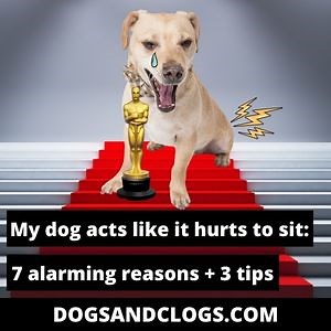 My Dog Acts Like It Hurts To Sit: 7 Alarming Reasons   3 Tips