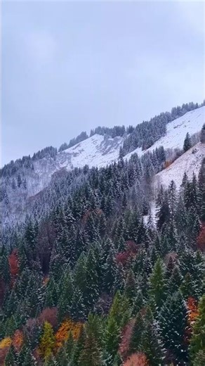 Le corbeau, l'automne, puis l'hiver. #shorts