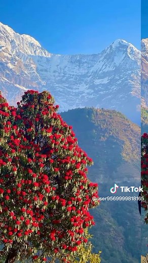 Vibrant Red Flowering Tree Against Snow-Capped Mountains