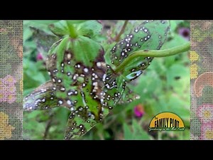 What is this on my zinnia leaves?