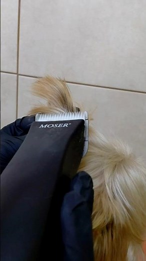 Yorkie tipped ears HOW TO DO professionally #yorkie #pets #dog #yorkshireterrier #shorts #dogshorts