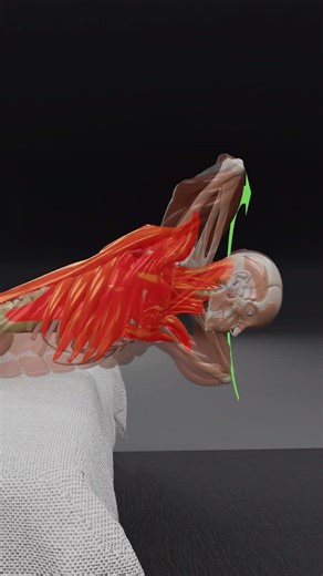 Fix Your Bad Posture Before It Becomes Permanent #bodytransformation #fitnesseducation