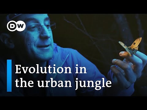 Nature's response to urban sprawl | DW Documentary
