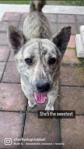 Meet Tania. Her brother and her were left alone inside a plastic bag and abandoned in front of our gate last year. Her brother was adopted by a loving family in Denpasar. His named Jexter now. Tania is still at Charity club. Maybe it’s harder for her as she is female. It is known that females are less wanted as they can get pregnant and have the period. It is very sad to see these amazing and beautiful female dogs without family. Help us out by donating to the charity, adopt or just visit the re