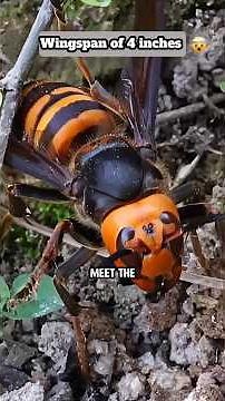 A Hornet the Size of a Hummingbird?! 🤯