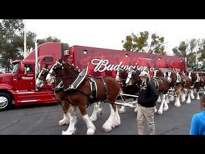 Clydesdales at Fairfield Anheuser-Busch Brewery