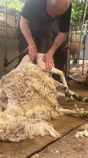 Learn to shear at any age with the shearing school 🐏 Shearing / Equipment / Training / Clothing LINK IN BIO #ShearChallenge #farmlife #RobbieHislop