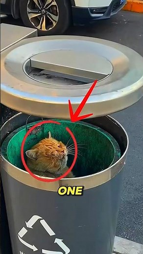 He Found a Weak Cat in Trash… What Happened Next Will Melt Your Heartcatrescue #kittenrescue #cat