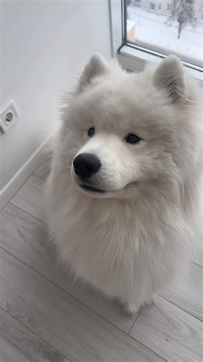 Samoyed Dog Sounds That Make You Smile
