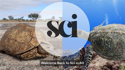 Turns out turtles and tortoises are nothing alike! ️ From shells to feet to habitat — here’s how to tell them apart. #AnimalKingdom #Turtles #Tortoises #NatureFun #WildlifeWonder #sciin60 | Sci in 60 | Facebook