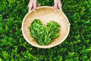 伊藤園「＃茶畑エクスプレス～あなたは生の葉からお茶を作れるか？～」キャンペーン！「お～いお茶」おいしさの秘訣を家で体感 [えん食べ]