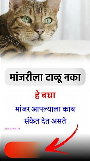#shorts - मांजरीला टाळू नका